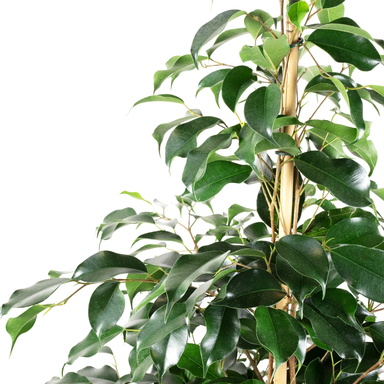 10er-Set Birkenfeige "Danielle" - Ficus benjamini - Höhe ca. 140 cm, Topf-Ø 27 cm - Image 2