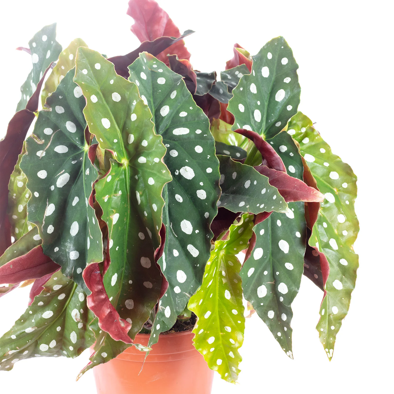 3er-Set Forellenbegonie - Begonia Maculata 'Wightii' - Höhe ca. 30 cm, Topf-Ø 14 cm - Image 2