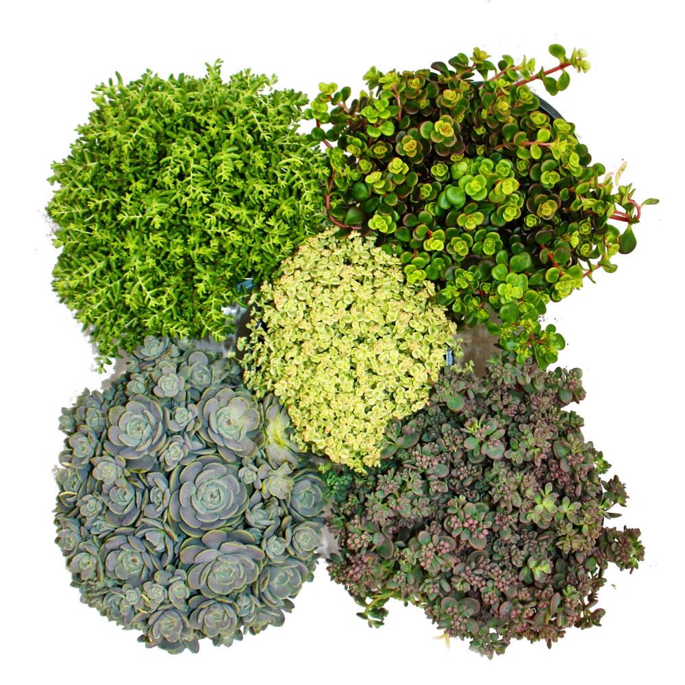 5 plantes de sedum résistantes à l'hiver - culture en pierre - jeu de couleurs varié - Image 2