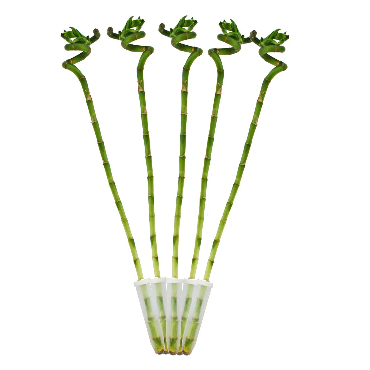 5er Set Glücksbambus 'Lucky Bamboo' spiralförmig im Röhrchen Dracaena Sanderiana ca. 40 cm hoch