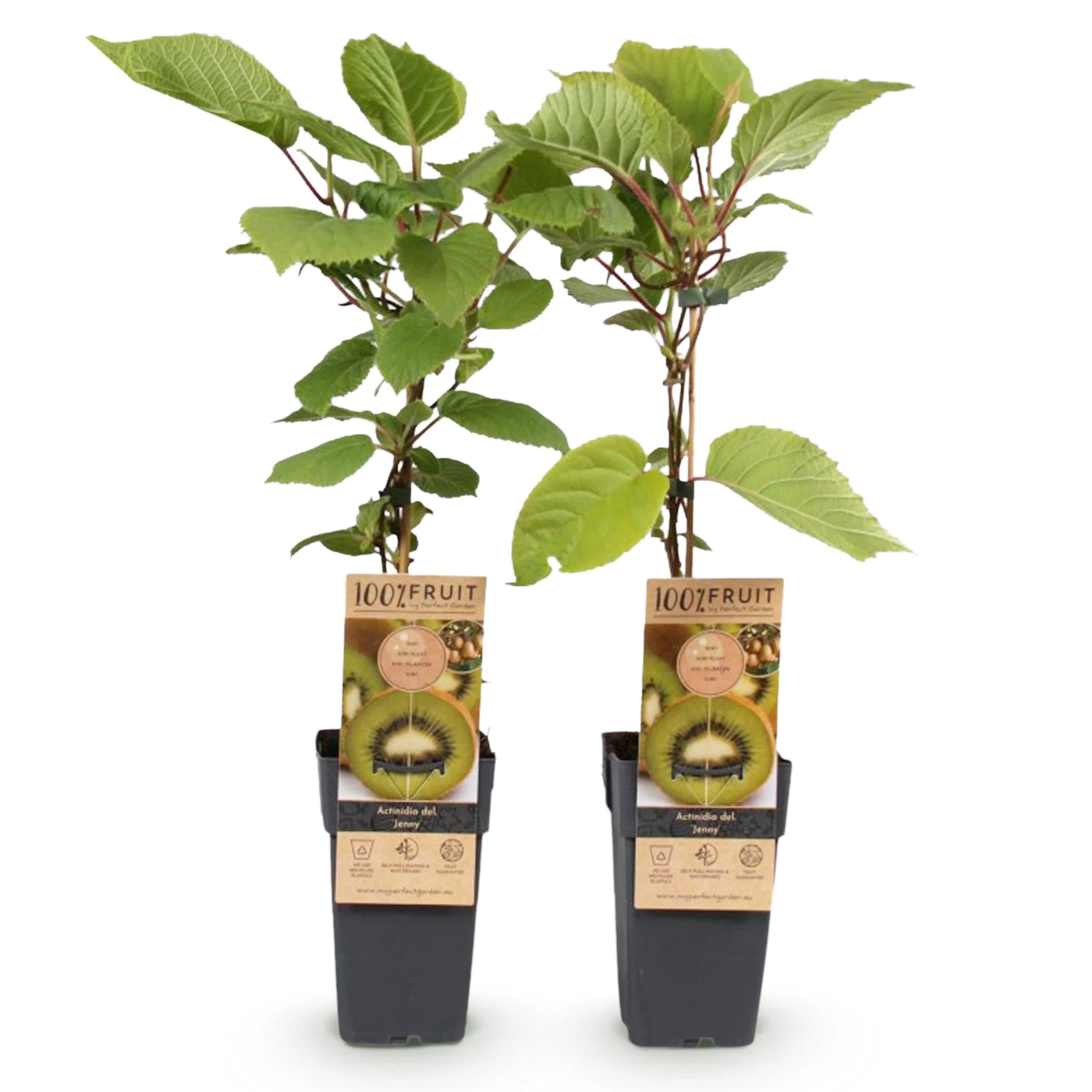 Actinidia deliciosa "Jenny" - Grüne Kiwi - 15cm Topf - ca. 50cm - Set mit 2 Pflanzen - Image 3