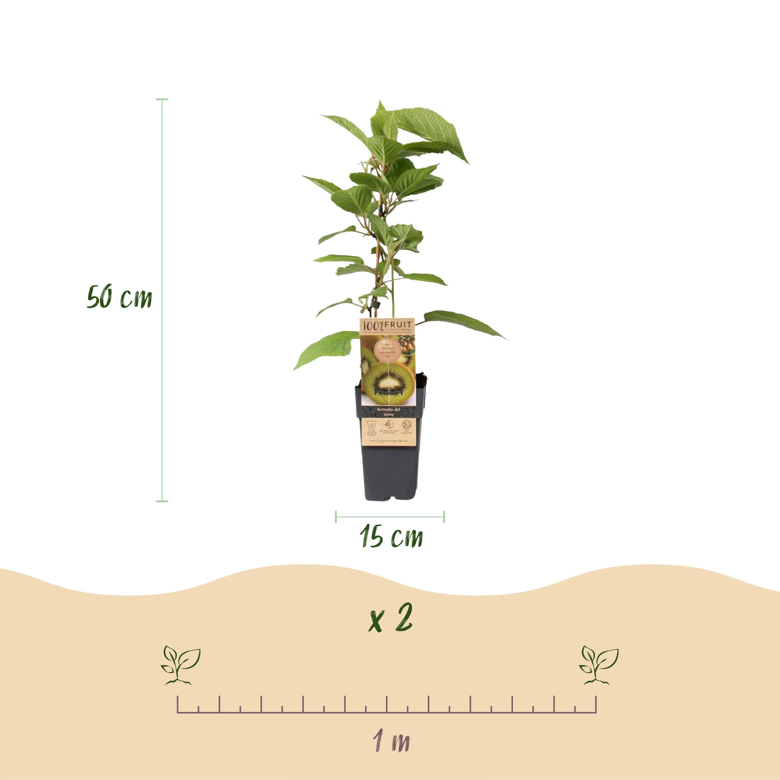 Actinidia deliciosa "Jenny" - Grüne Kiwi - 15cm Topf - ca. 50cm - Set mit 2 Pflanzen - Image 4