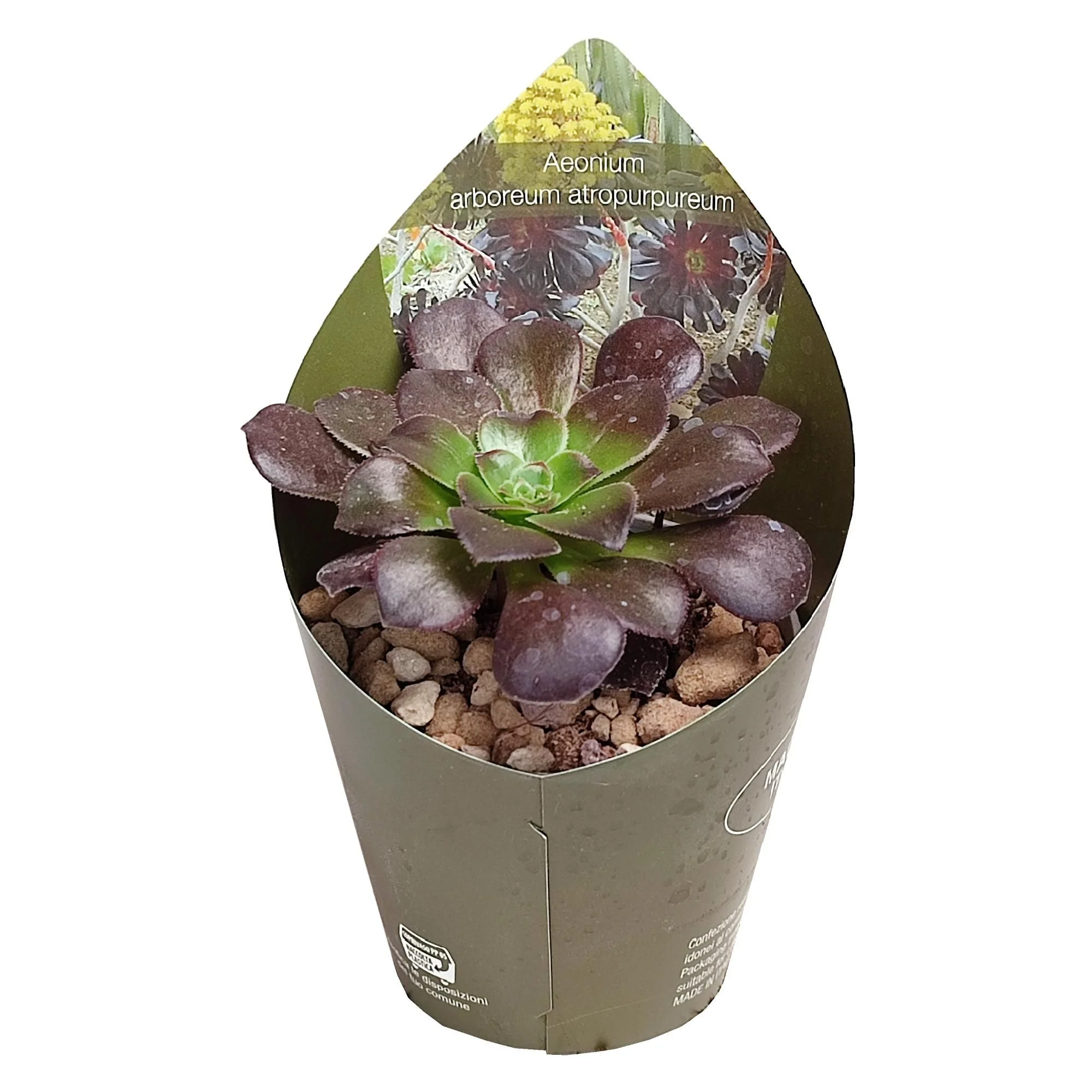 Aeonium arboreum atropurpureum - Rosetten-Dickblatt - Rarität - 6,5cm Topf - 15cm hoch