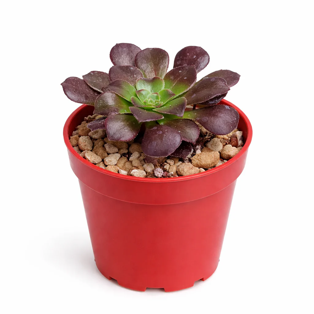 Aeonium arboreum atropurpureum - Rosetten-Dickblatt - Rarität - 6,5cm Topf - 15cm hoch - Image 2
