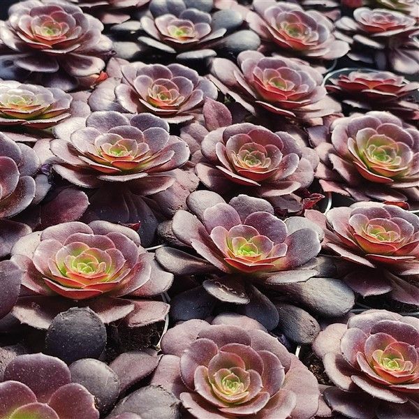 Aeonium arboreum atropurpureum - Rosetten-Dickblatt - Rarität - 6,5cm Topf - 15cm hoch - Image 4
