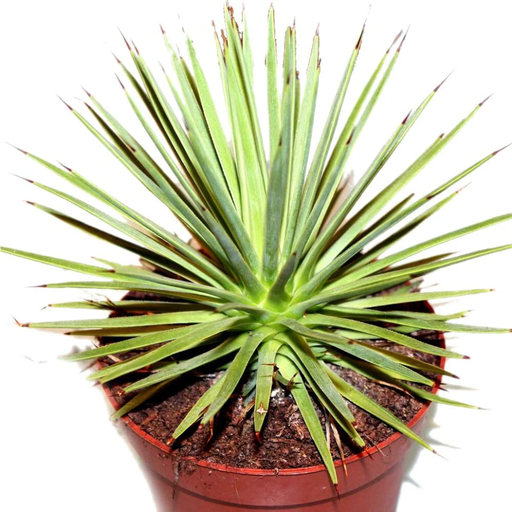 Agave striata var. nana - Stachelsschwein-Agave - 12cm Topf - Image 2