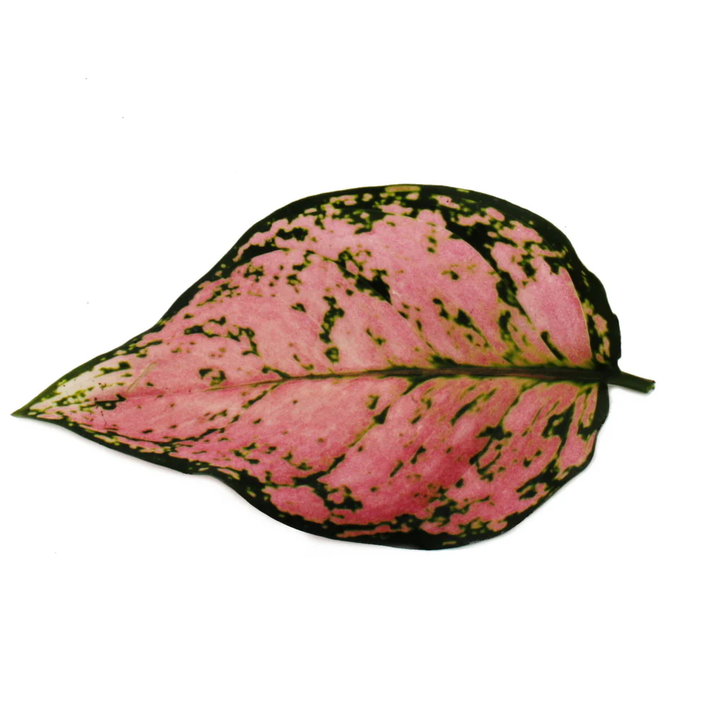 Aglaonema Crimson Love - Buntblättriger Kolbenfaden - Ausgefallene Sorten - 12cm - ca. 25-30cm hoch - Image 2