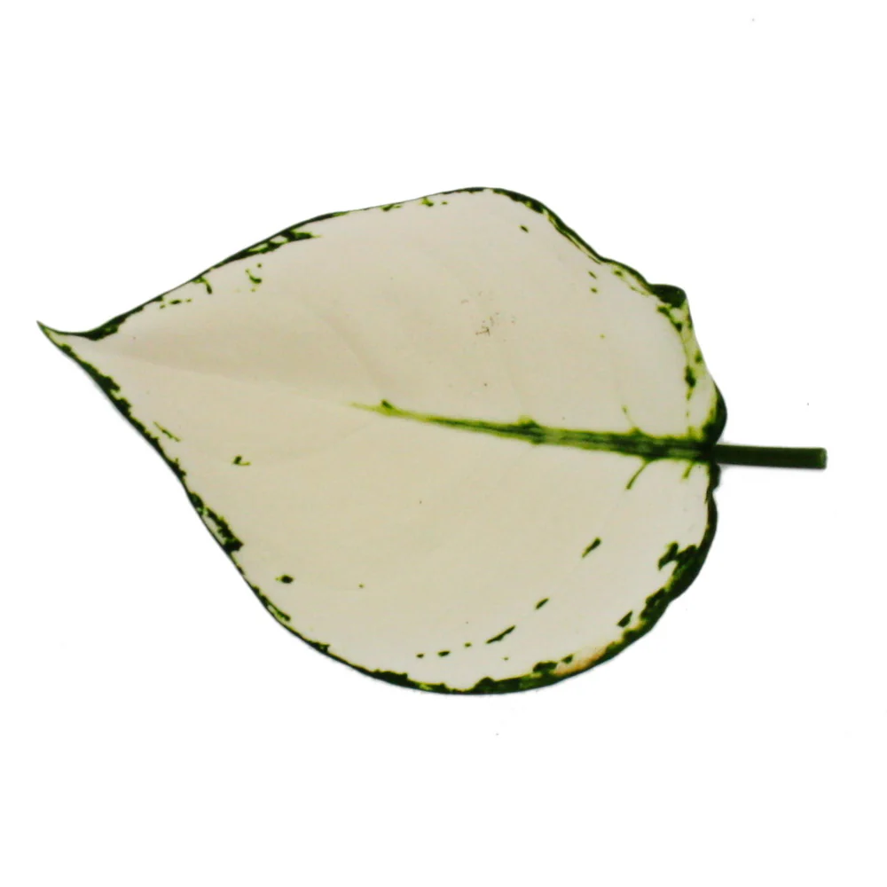 Aglaonema White Joy - Buntblättriger Kolbenfaden - Ausgefallene Sorten - 12cm - ca. 25-30cm hoch - Image 2