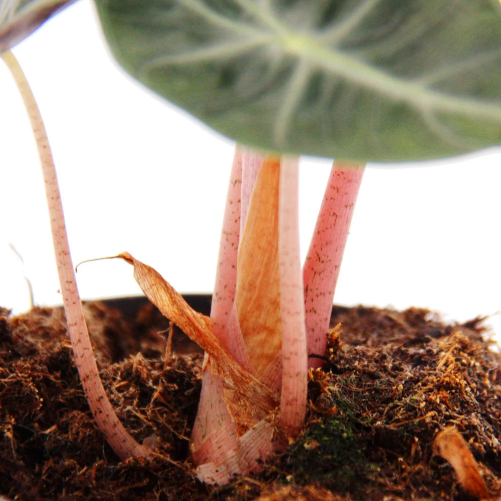 Alocasia baginda Pink Dragon - Tropenwurz - Alokasie - Pfeilblatt - 14cm Topf - Image 2