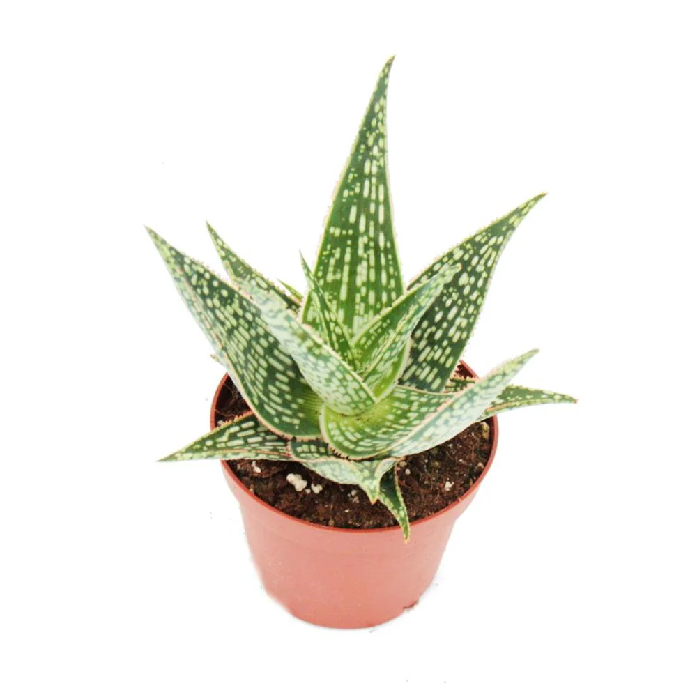 Aloe aculeata Red Flame - rot geränderte Aloe - 10,5cm Topf sukkulente Zimmerpflanze