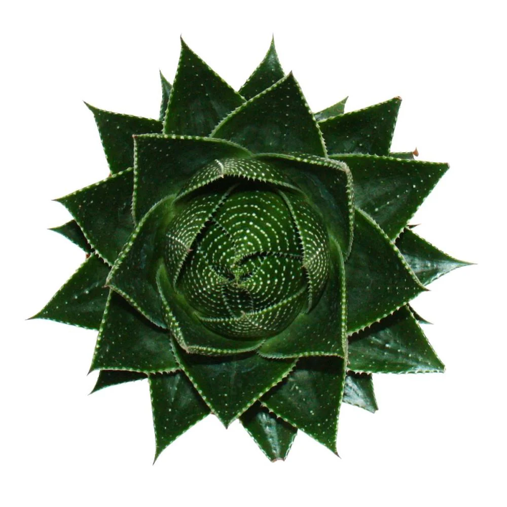 Aloe "Cosmo" - kugelförmige Aloe - 12cm Topf - sukkulente Zimmerpflanze - Image 2