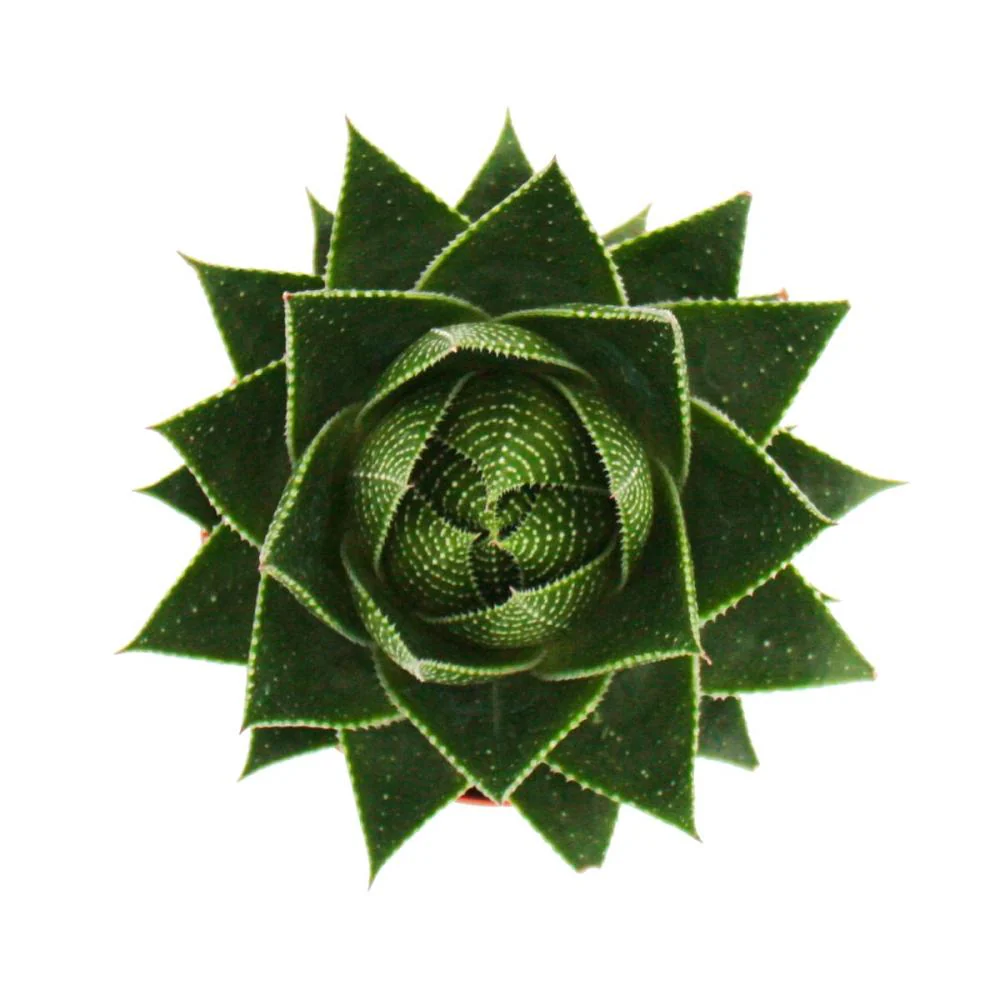 Aloe "Cosmo" - kugelförmige Aloe - 12cm Topf - sukkulente Zimmerpflanze - Image 3