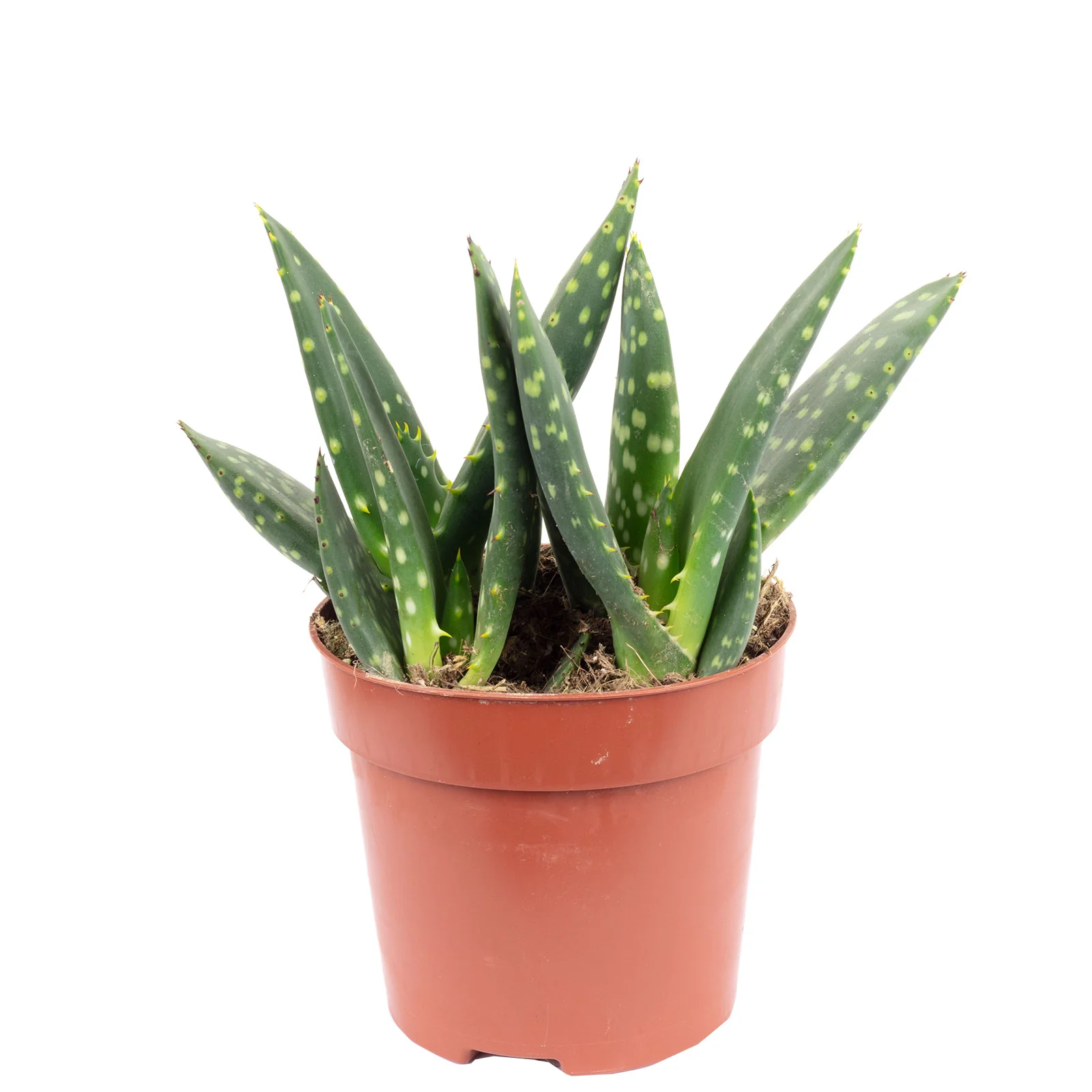 Aloe "Jurassic Dino" - Aloe paradisicum - Höhe ca. 20 cm, Topf-Ø 10,5 cm