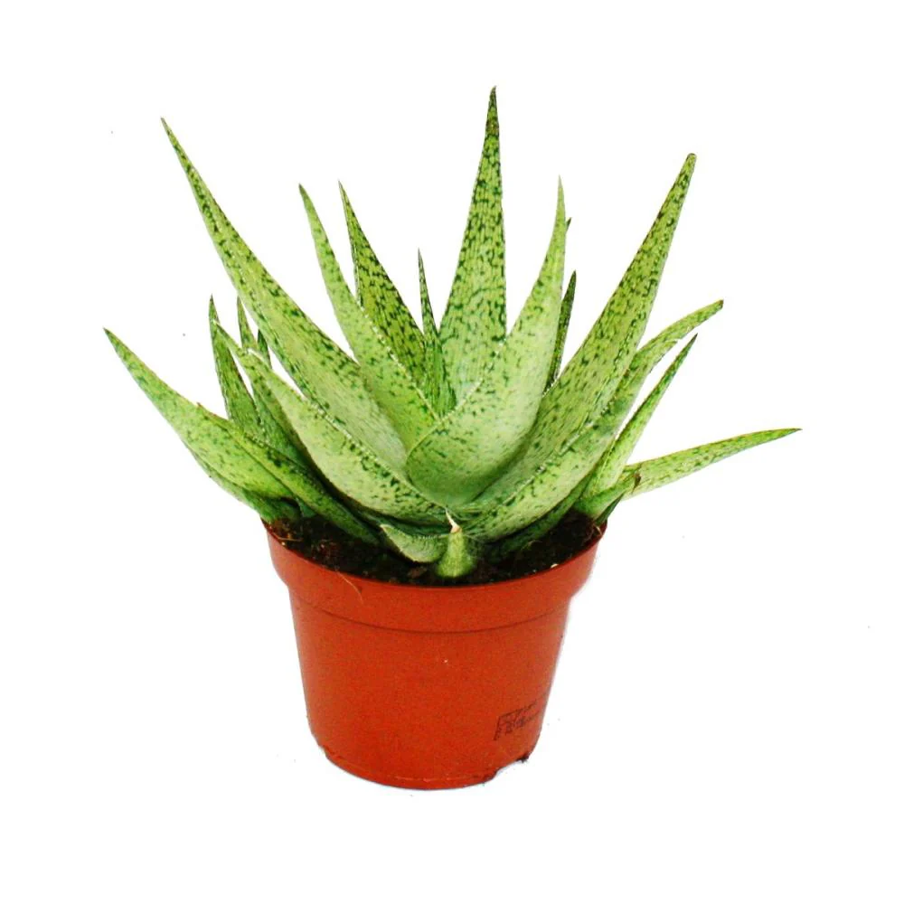 Aloe rauhii Snow Flake - Schneeflocken-Aloe - 10,5cm Topf sukkulente Zimmerpflanze
