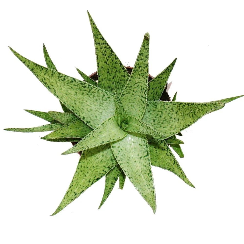 Aloe rauhii Snow Flake - Schneeflocken-Aloe - 10,5cm Topf sukkulente Zimmerpflanze - Image 2