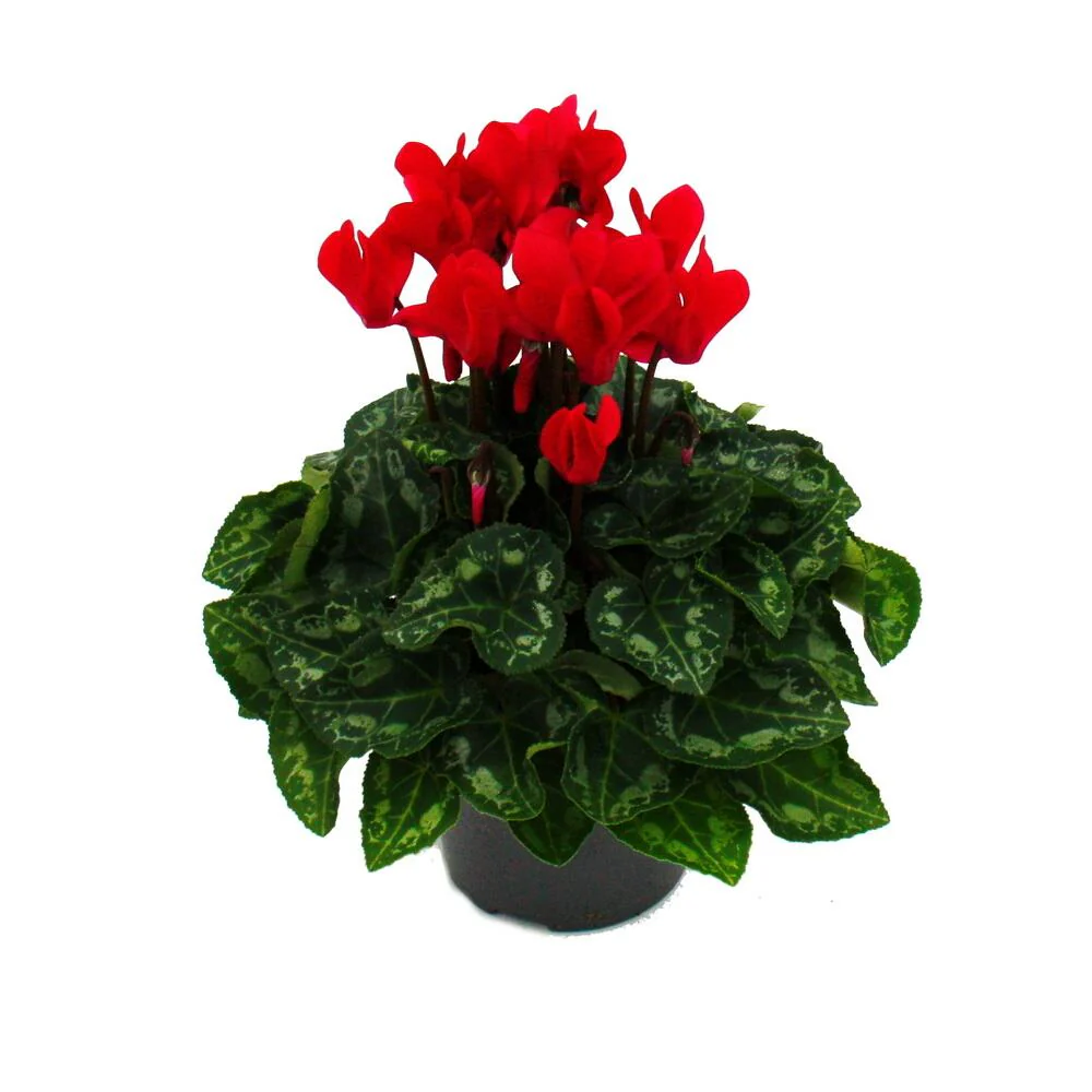 Alpenveilchen - Cyclamen persicum bezaubernden Blüten - 11cm Topf - rot blühend - Image 2