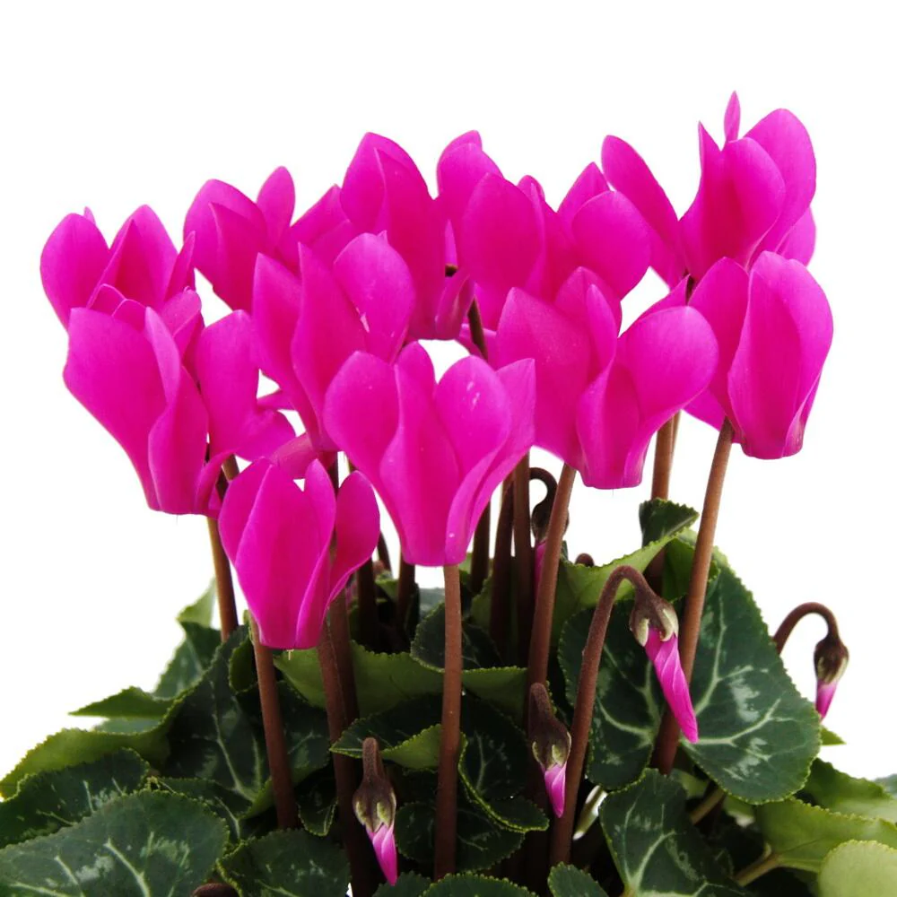 Alpenveilchen - Cyclamen persicum Pflanze mit bezaubernden Blüten 11cm Topf - lila - Image 4