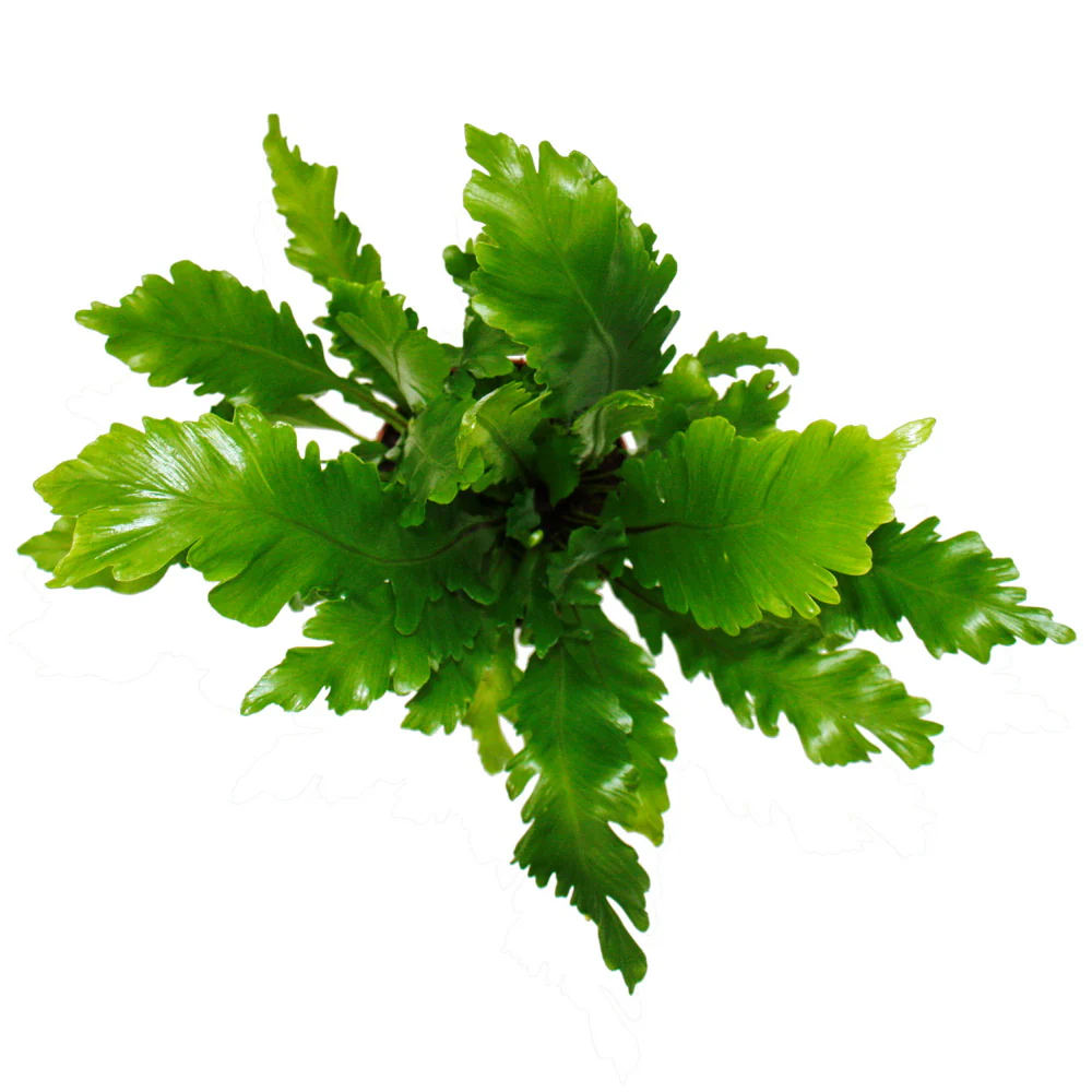 Asplenium nidus Campio - besondere Farn-Sorten fürs Zimmer - Nestfarn - 12cm Topf - ca. 25cm hoch - Image 3