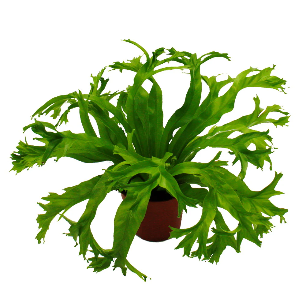 Asplenium nidus Chrissie - besondere Farn-Sorten fürs Zimmer - Nestfarn - 12cm Topf - ca. 25cm hoch - Image 2