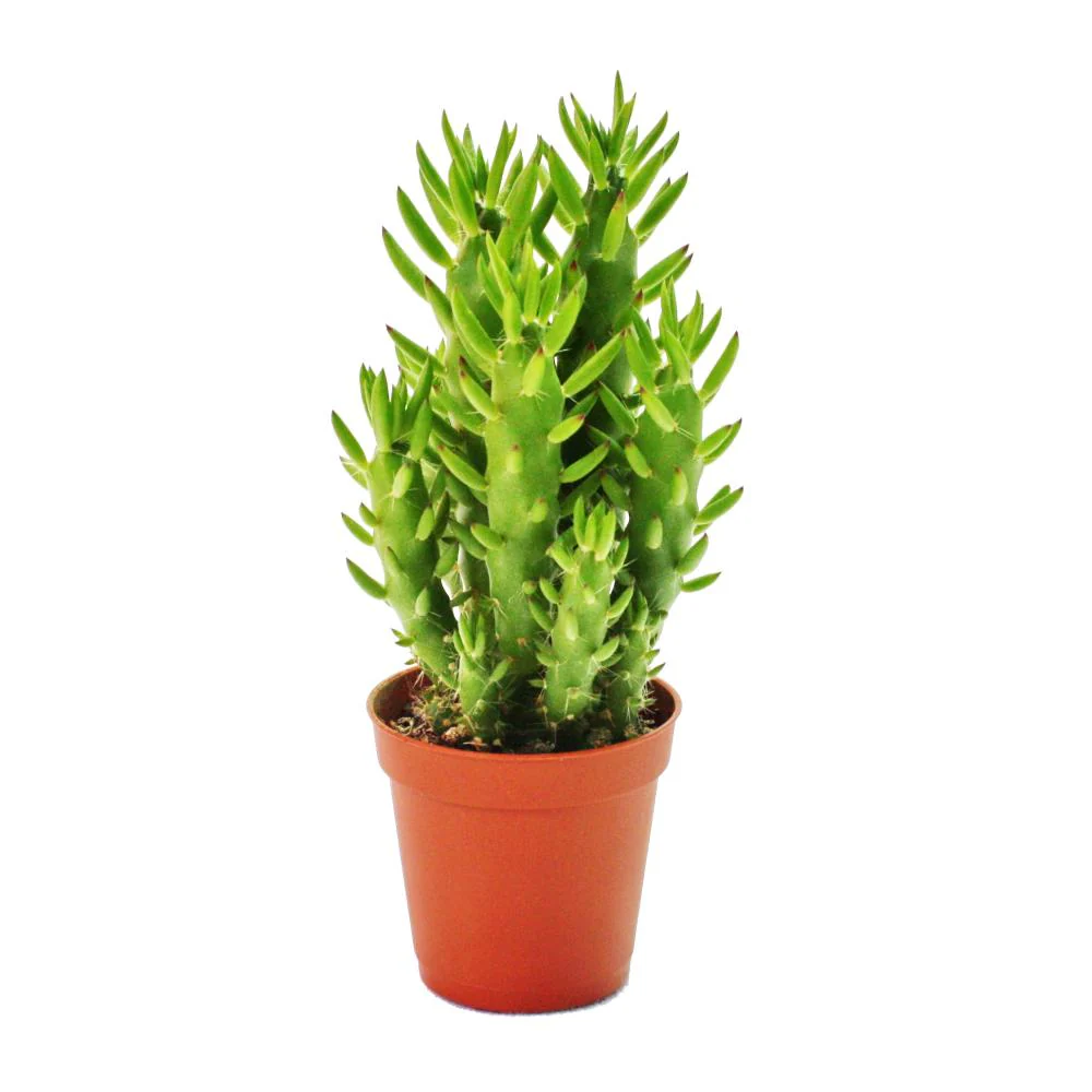 Austrocylindropuntia subulata - pflegeleichter Feigenkaktus - im 5,5cm Topf