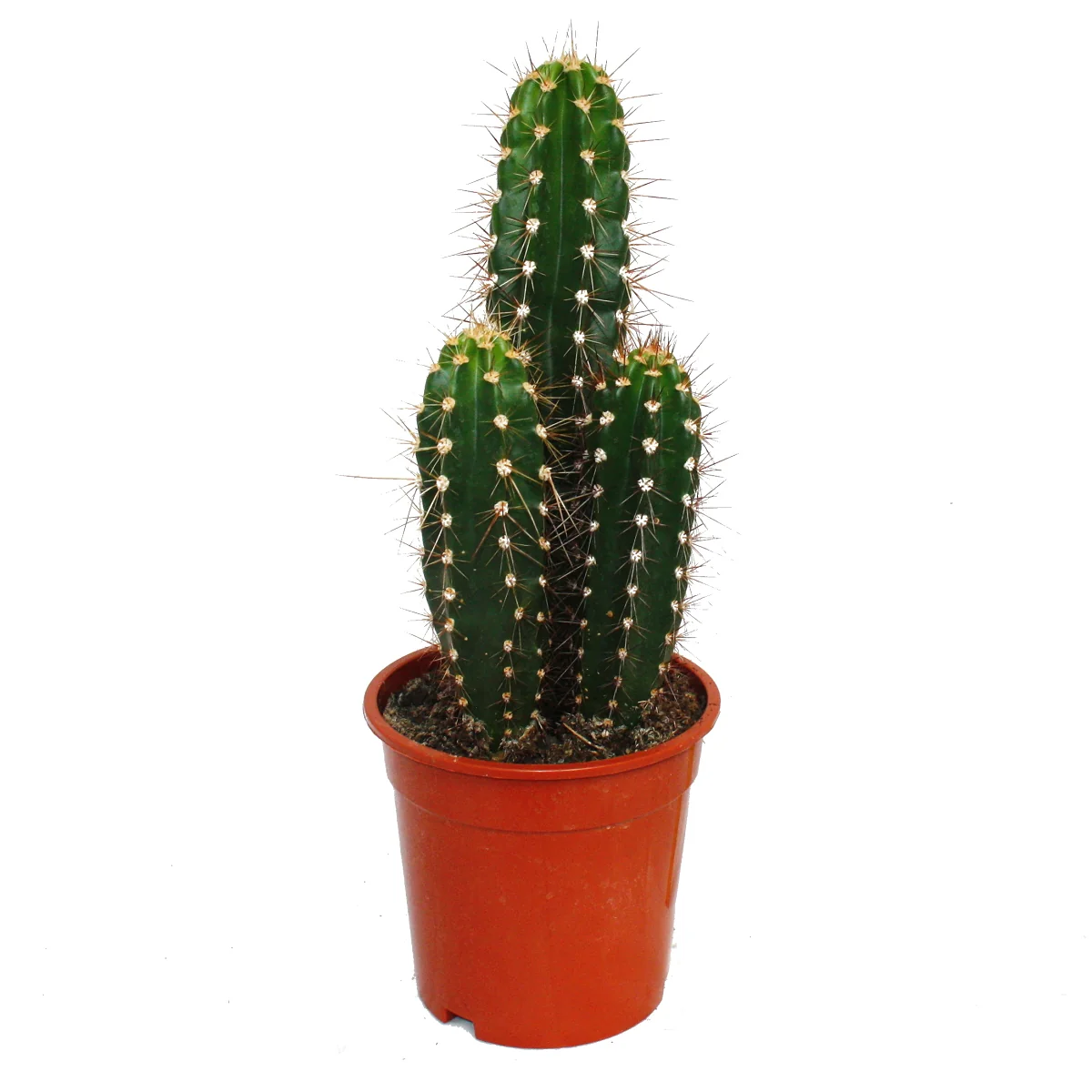 Baseballschlägerkaktus - Säulenkaktus - Neocardenasia herzogiana - 17cm Topf