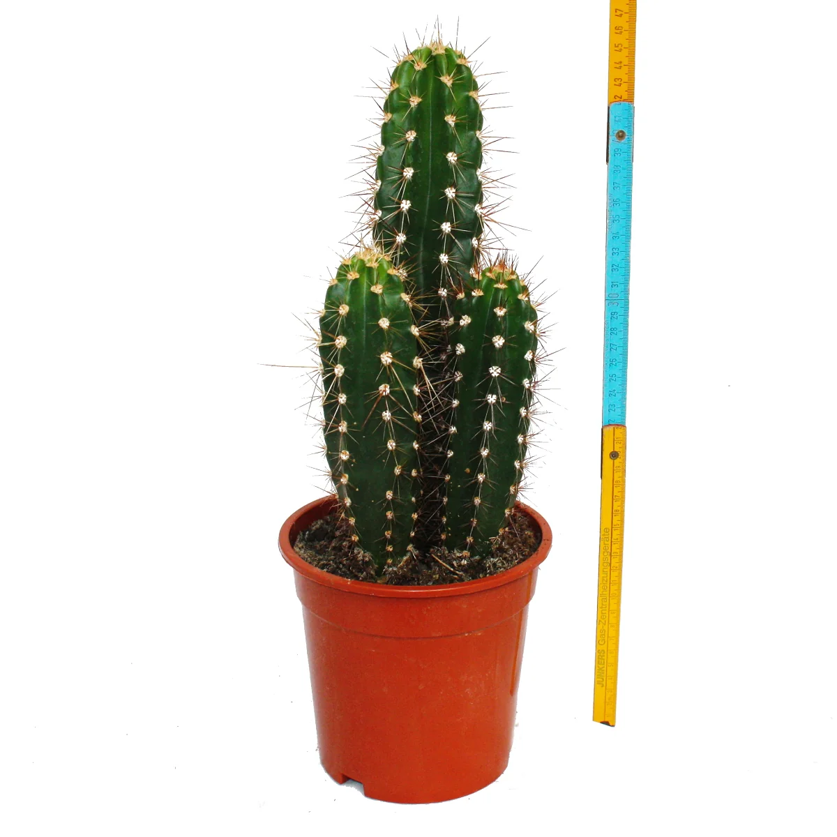 Baseballschlägerkaktus - Säulenkaktus - Neocardenasia herzogiana - 17cm Topf - Image 2