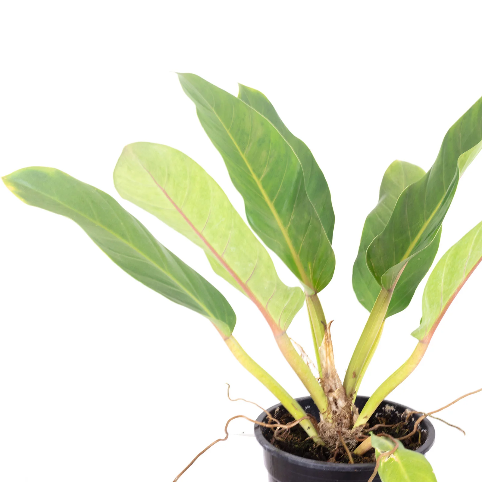 Baumfreund - Philodendron 'Fatboy Yellow' - Höhe ca. 55 cm, Topf-Ø 19 cm - Image 2