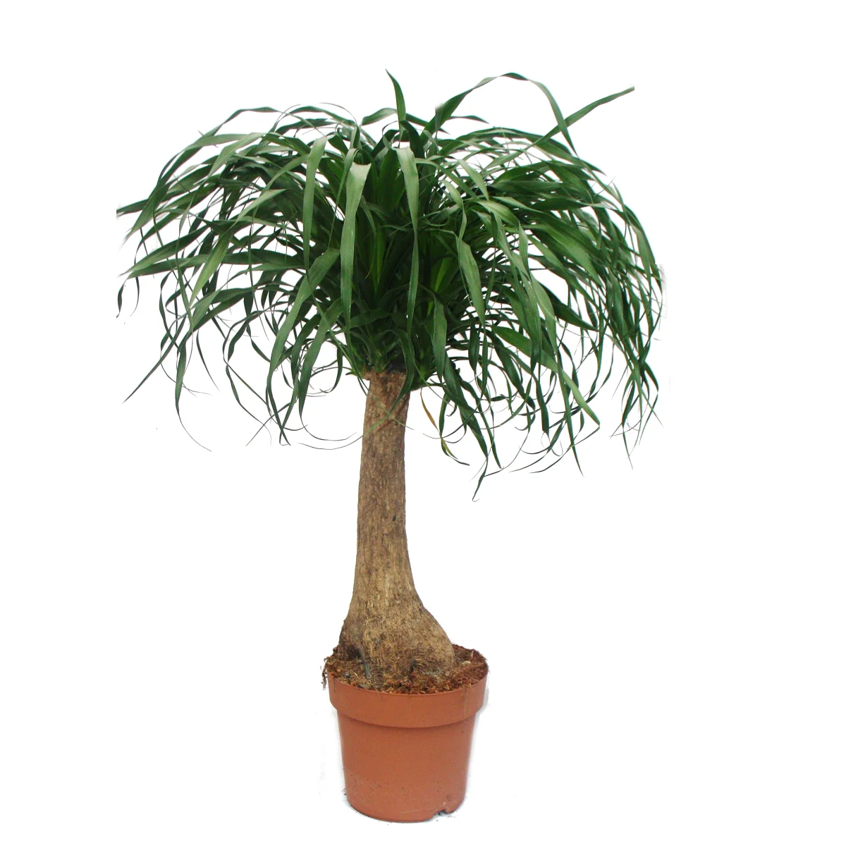 Beaucarnea (Nolina), Elefantenfuß, 19cm, gerader Stamm