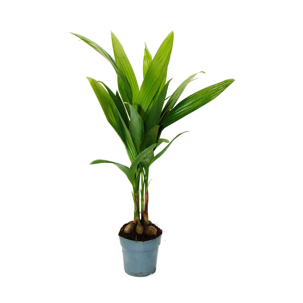 Betelnusspalme - Areca catechu - Zimmerpalme - Betelpalme - 12cm Topf - Image 2
