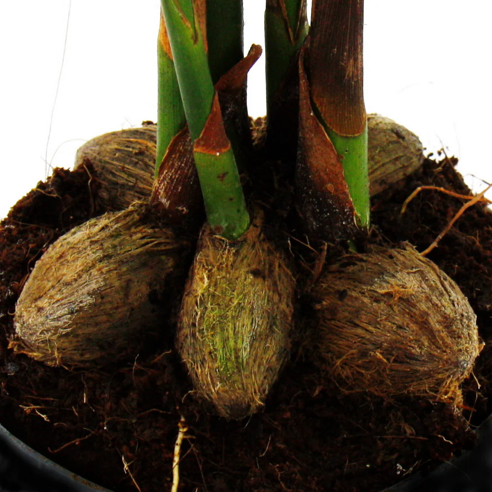 Betelnusspalme - Areca catechu - Zimmerpalme - Betelpalme - 12cm Topf - Image 3