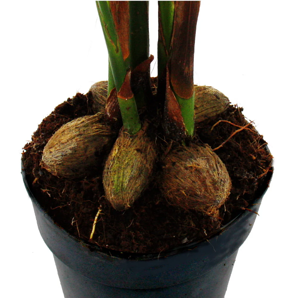 Betelnusspalme - Areca catechu - Zimmerpalme - Betelpalme - 12cm Topf - Image 4