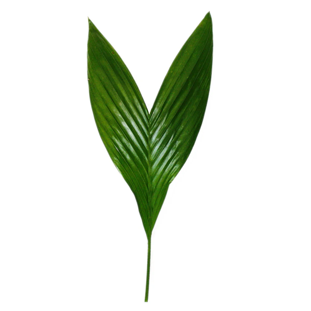 Betelnusspalme - Areca catechu - Zimmerpalme - Betelpalme - 12cm Topf - Image 5