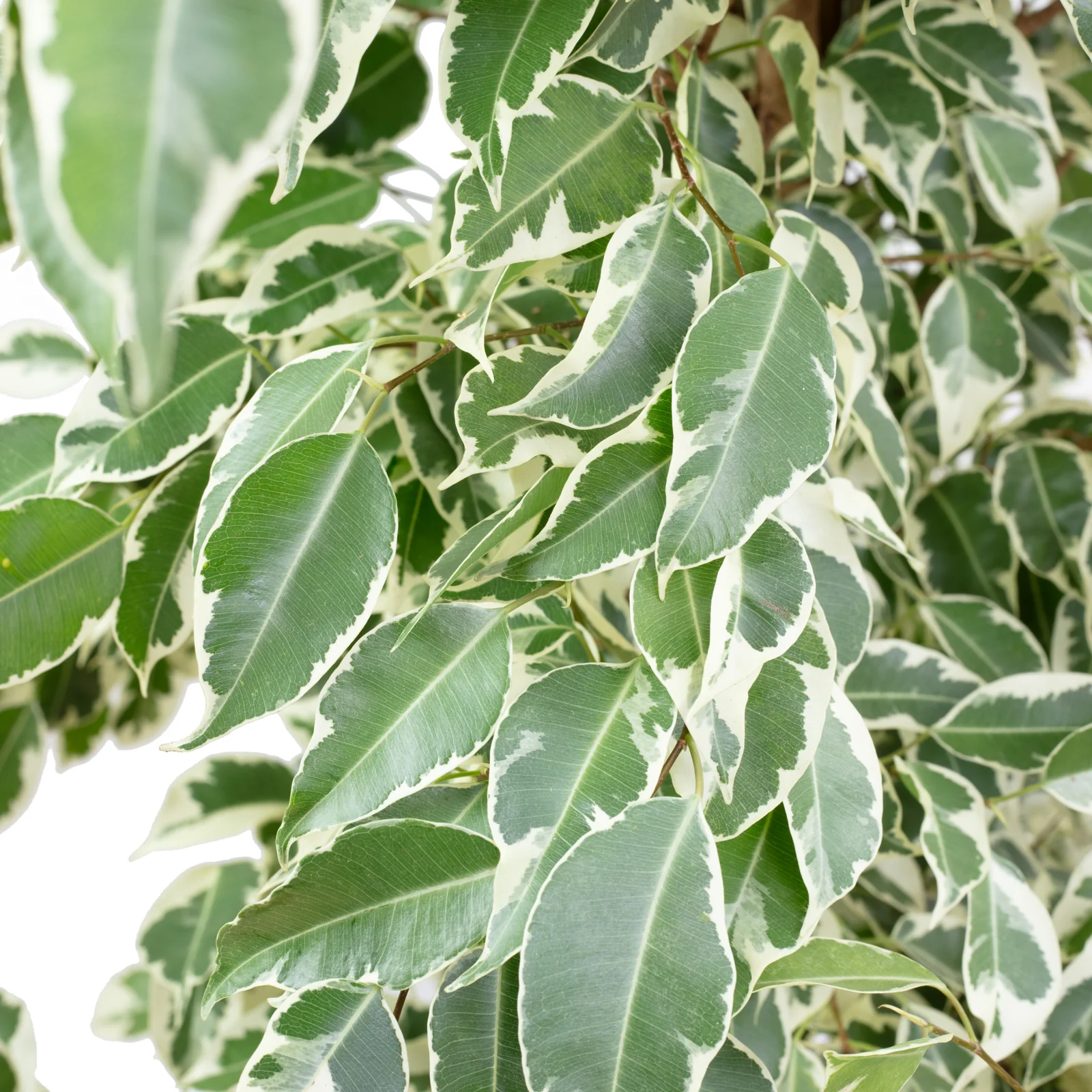 Birkenfeige "Starlight" - Ficus benjamini - Höhe ca. 160 cm, Topf-Ø 27 cm - Image 3