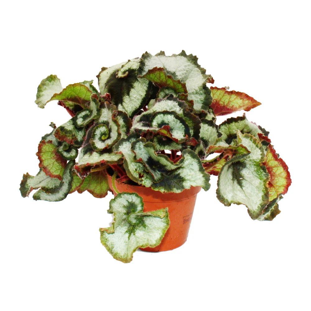 Blattschmuck-Begonie "Princess of Hanover" - Königsbegonie - Schnecken-Begonie - 12cm
