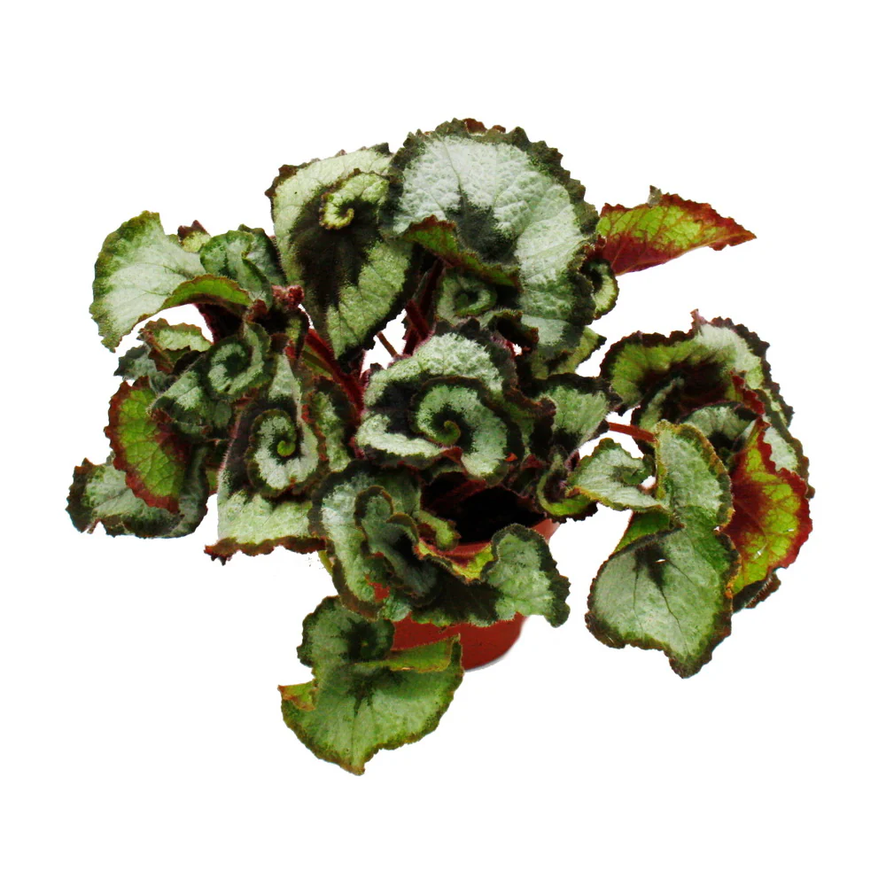 Blattschmuck-Begonie "Princess of Hanover" - Königsbegonie - Schnecken-Begonie - 12cm - Image 3