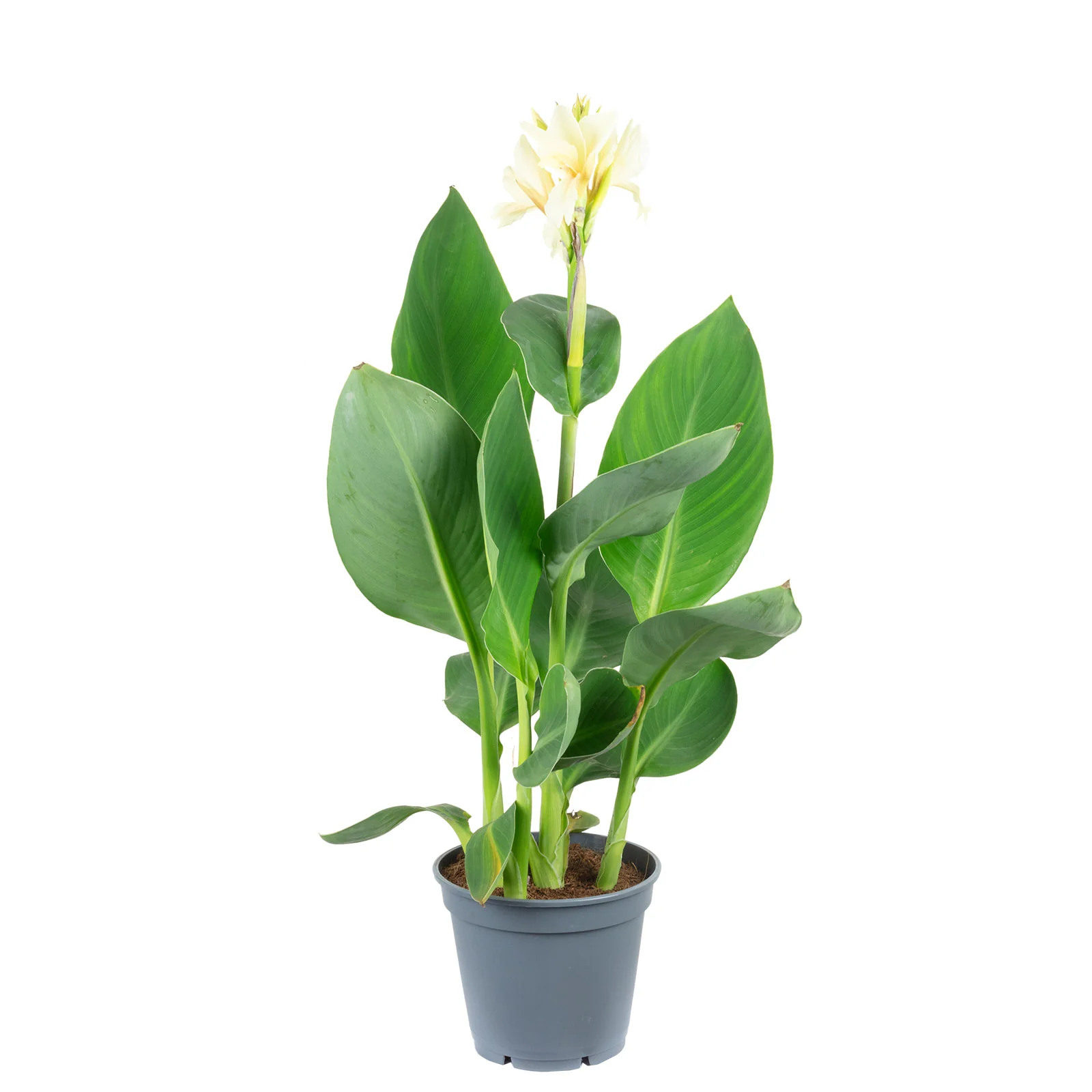 Blumenrohr verschiedene Farben - Canna 'Island' - Höhe ca. 50 cm, Topf-Ø 17 cm - Image 5