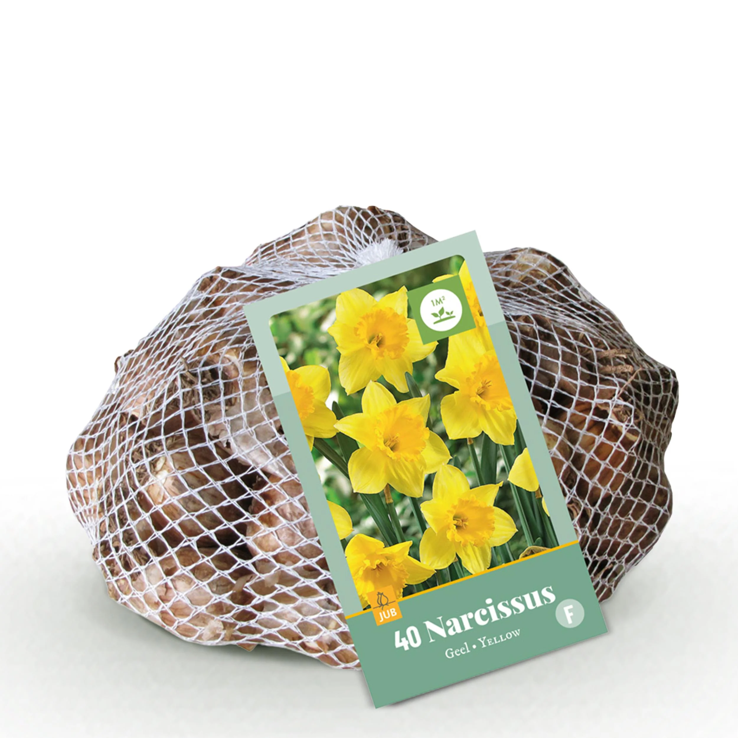 Blumenzwiebeln Narzisse Osterglocke Narcissus leuchtend gelb 40 Stück Durchmesser 10-12cm - Image 3