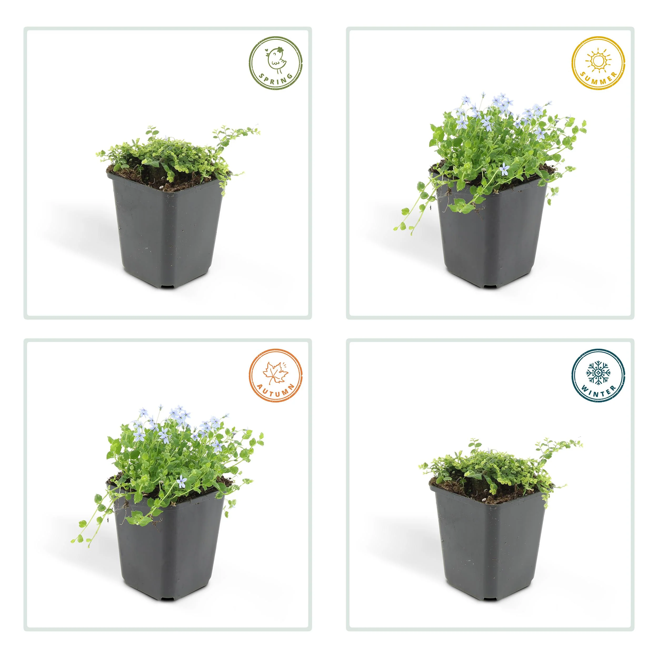 Couvre-sol - Isotoma fluviatilis - Pot de 9cm - Set de 12 plantes
