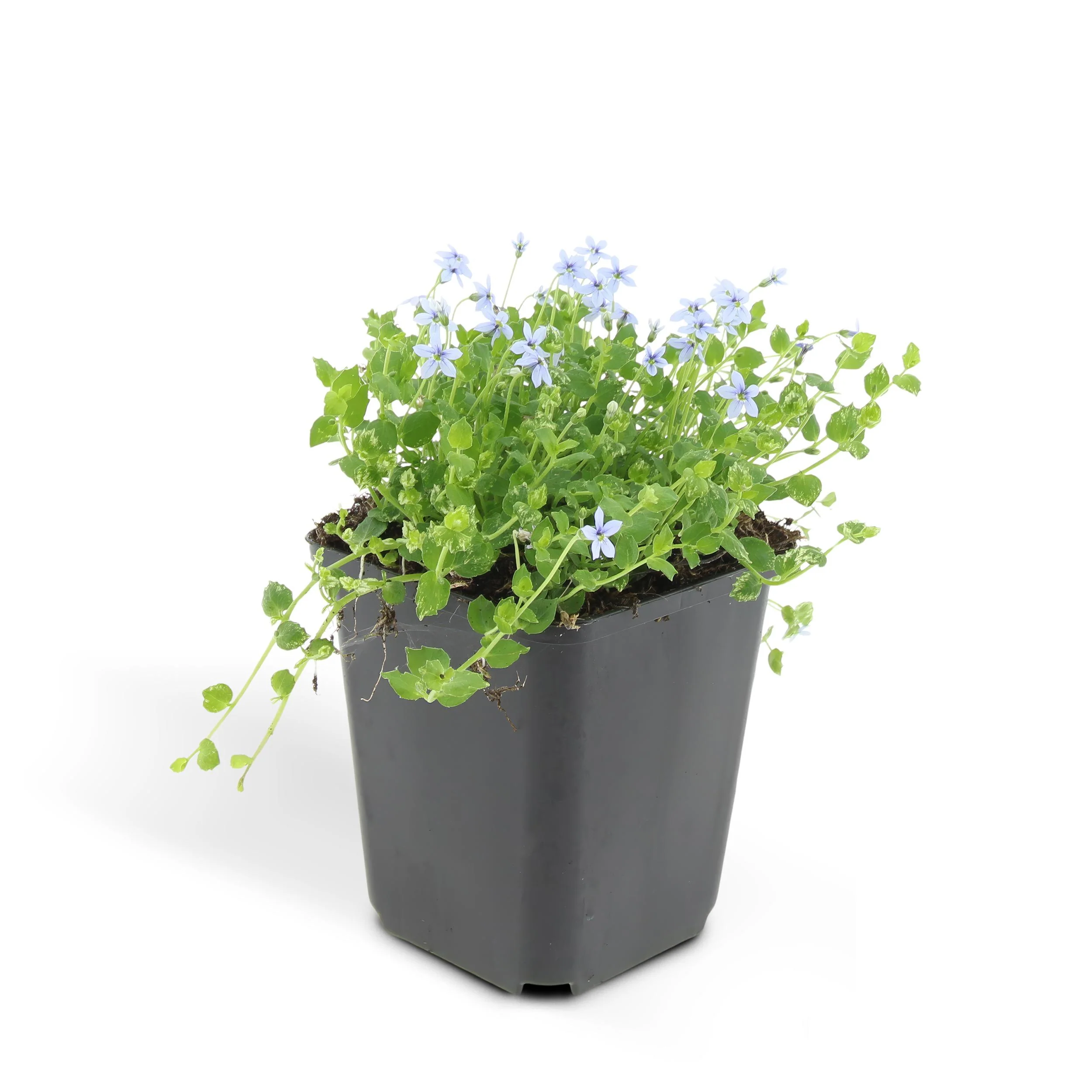 Couvre-sol - Isotoma fluviatilis - Pot de 9cm - Set de 12 plantes - Image 6