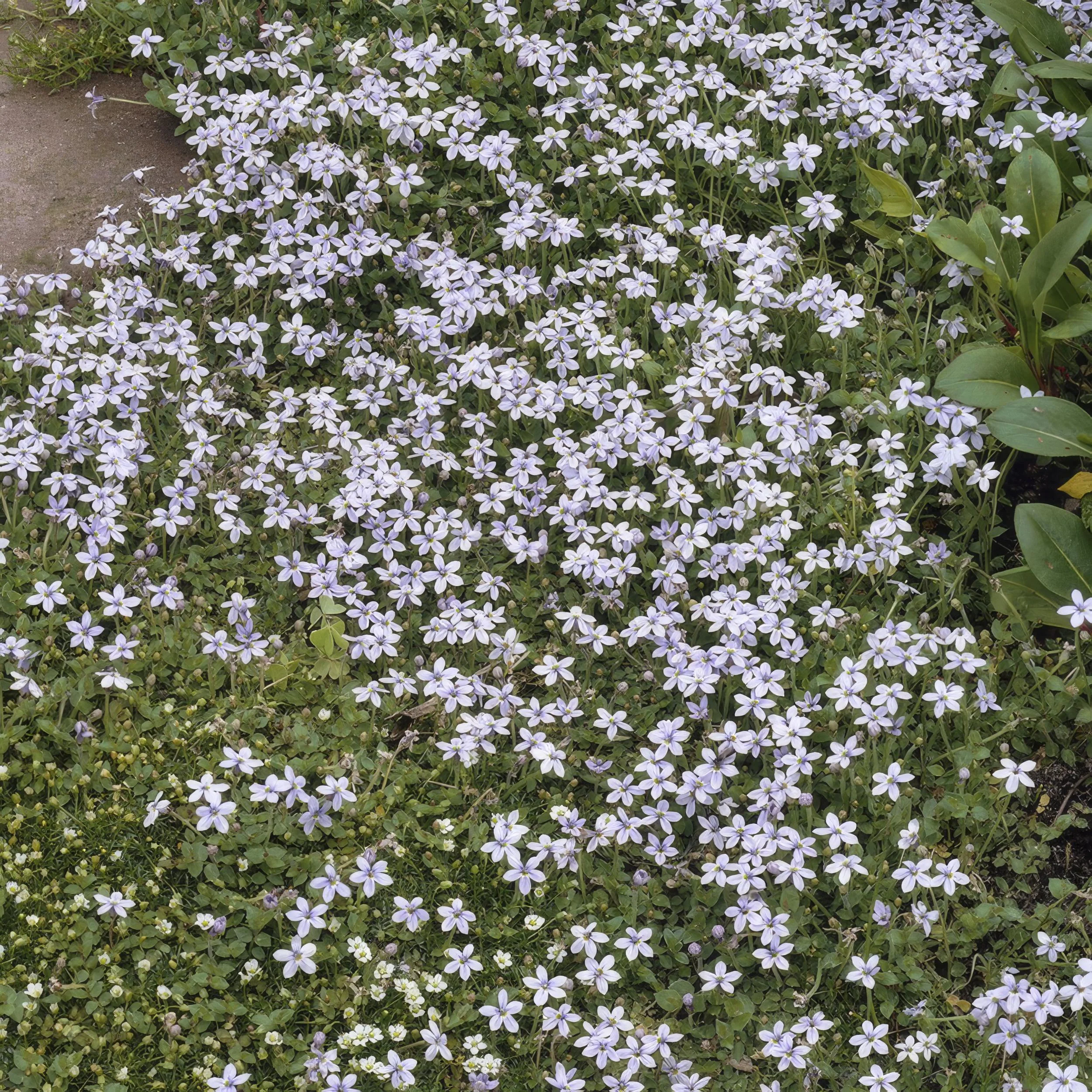 Couvre-sol - Isotoma fluviatilis - Pot de 9cm - Set de 24 plantes - Image 2