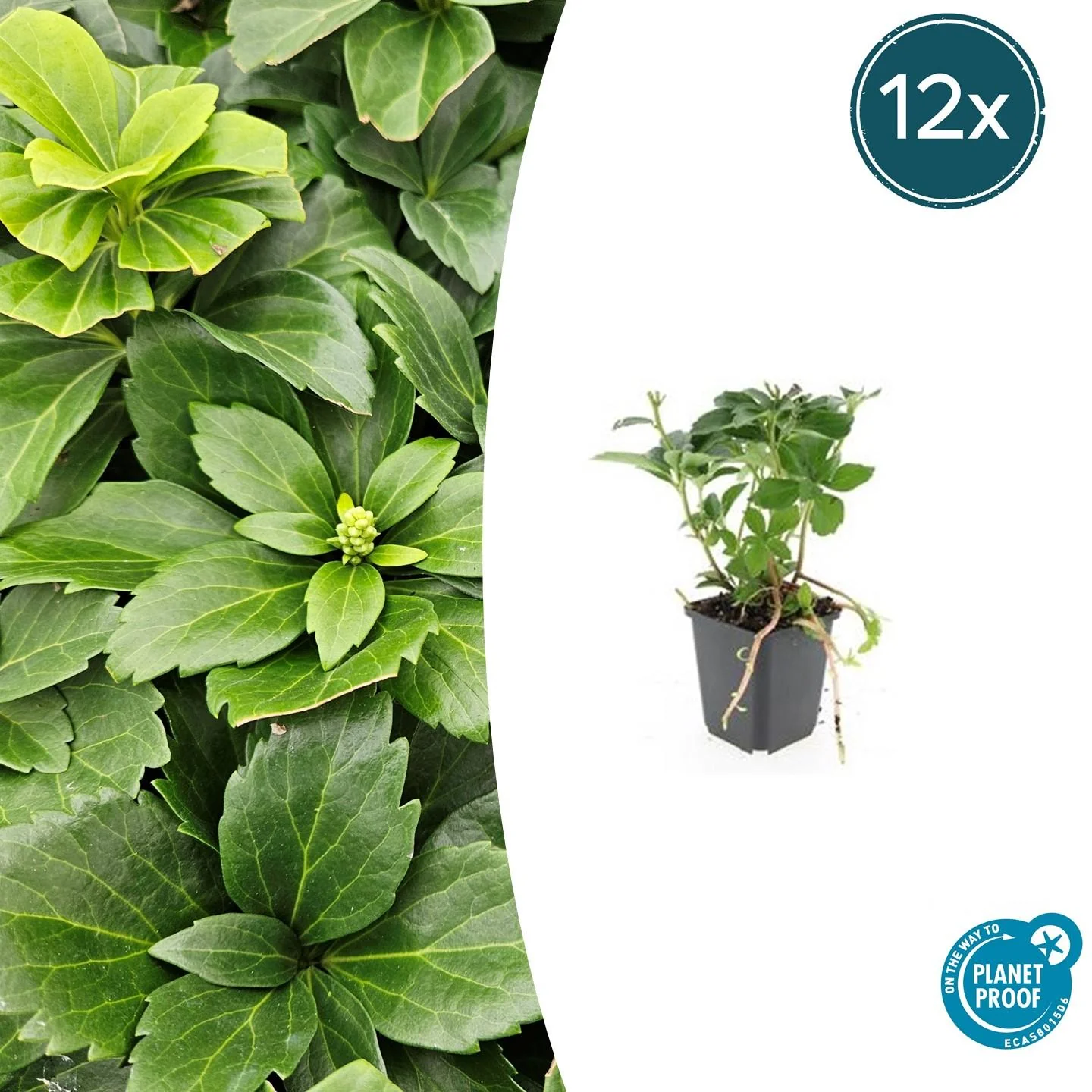 Bodendecker - Schattengrün - Dickmännchen - Pachysandra terminalis - 9cm Topf - Set mit 12 Pflanzen - Image 2