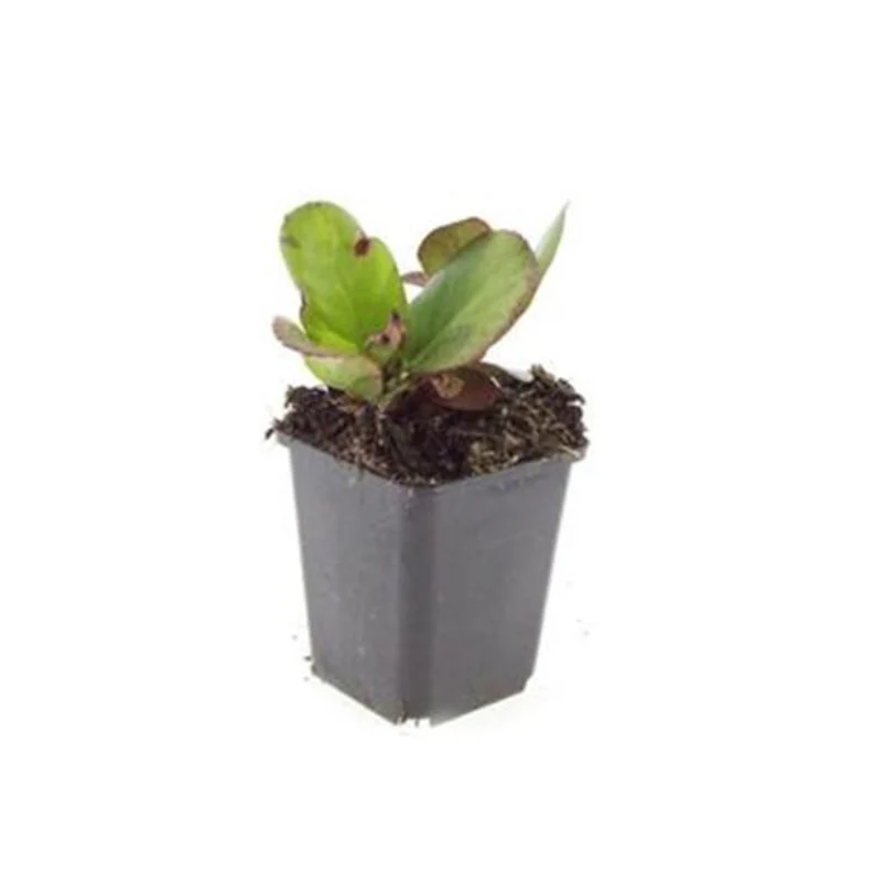 Bodendecker - Staude - Bergenie - Bergenia cordifolia 'Herbstblüte' - 9cm Topf - Set mit 20 Pflanzen