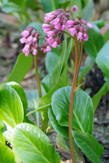 Bodendecker - Staude - Bergenie - Bergenia cordifolia 'Herbstblüte' - 9cm Topf - Set mit 20 Pflanzen - Image 6