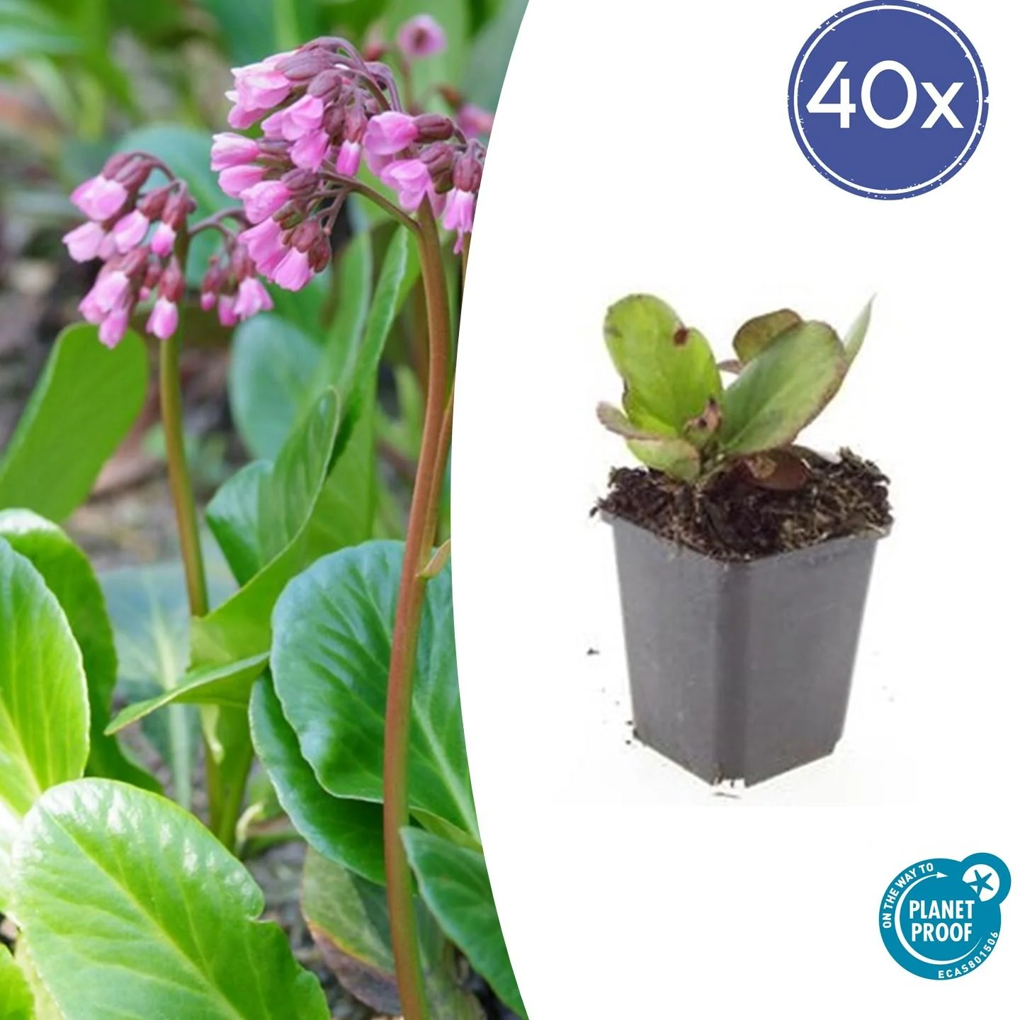 Bodendecker - Staude - Bergenie - Bergenia cordifolia 'Herbstblüte' - 9cm Topf - Set mit 40 Pflanzen - Image 2