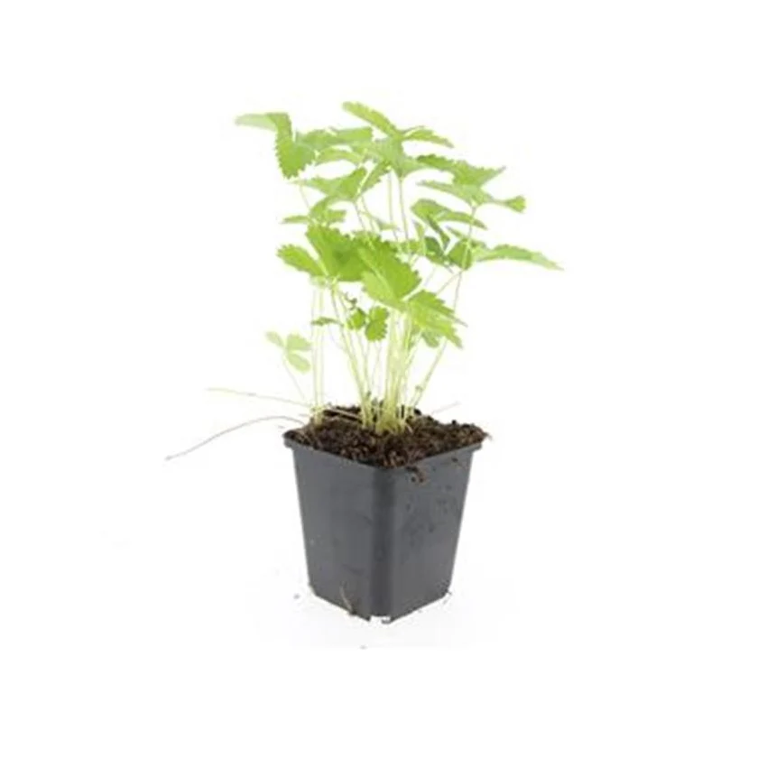 Couvre-sol - Fraise des bois - Fragaria vesca - Pot de 9cm - Set de 12 plantes