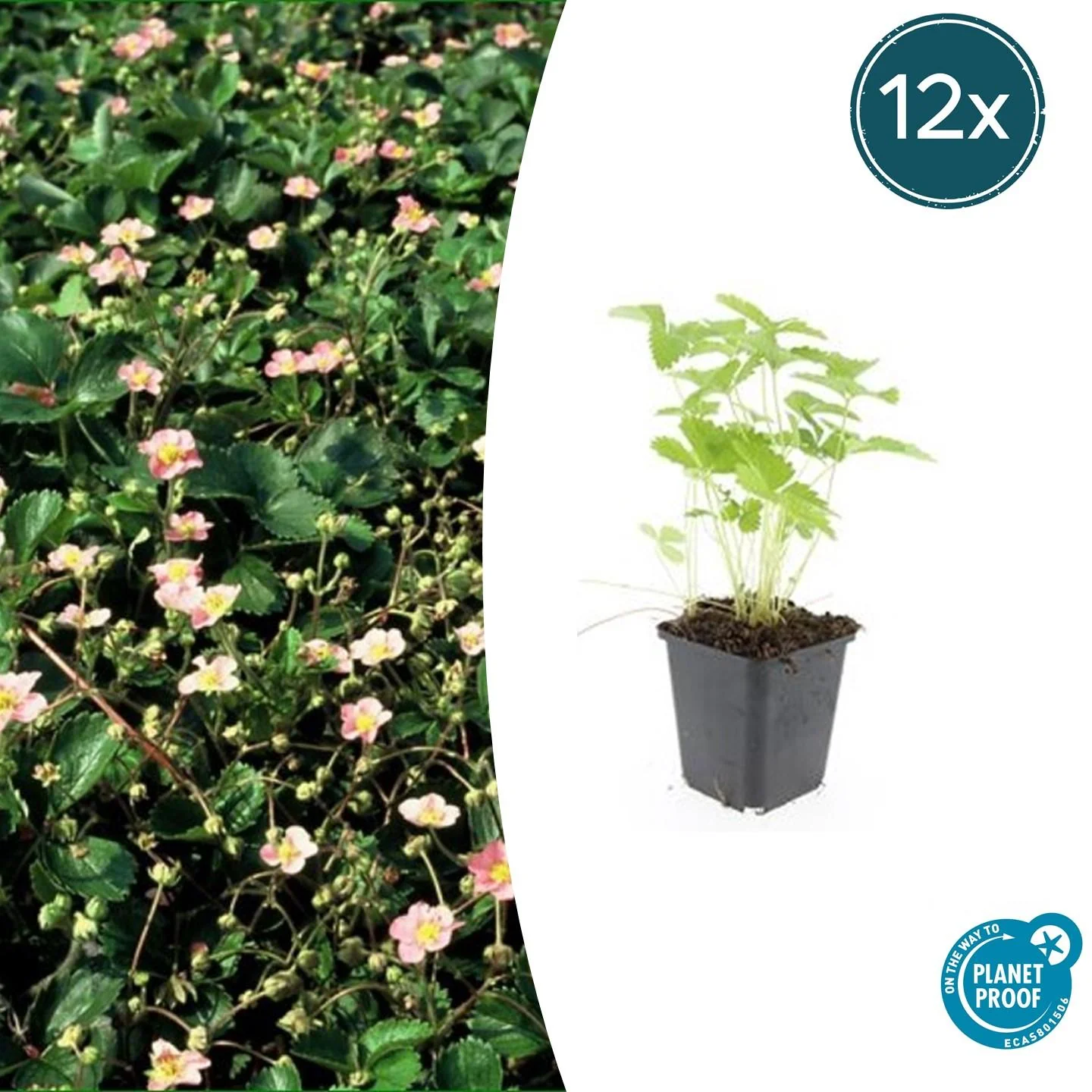 Couvre-sol - Fraise des bois - Fragaria vesca - Pot de 9cm - Set de 12 plantes - Image 2