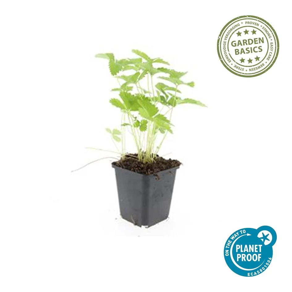 Couvre-sol - Fraise des bois - Fragaria vesca - Pot de 9cm - Set de 12 plantes - Image 3