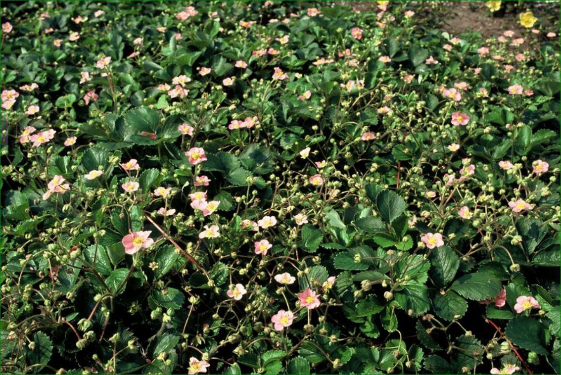 Couvre-sol - Fraise des bois - Fragaria vesca - Pot de 9cm - Set de 12 plantes - Image 5