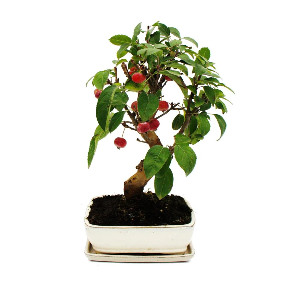 Bonsai - Apfelbaum - Zierapfel - Malus - 21cm Schale incl. Untersetzer - ca. 12 Jahre alt - Image 5