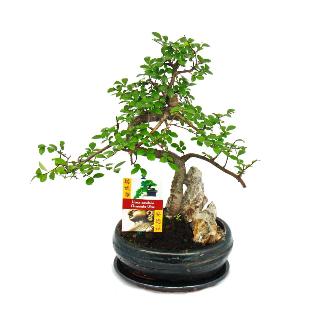 Bonsai chinesische Ulme - Ulmus parviflora - Felslandschaft - ca. 8 Jahre